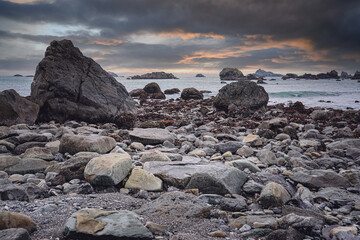 宠物培训学校前十